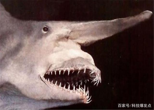 鯊魚的嘴里長出“齒輪”，逮捕獵物極為鋒利，科學家研究上百年！
